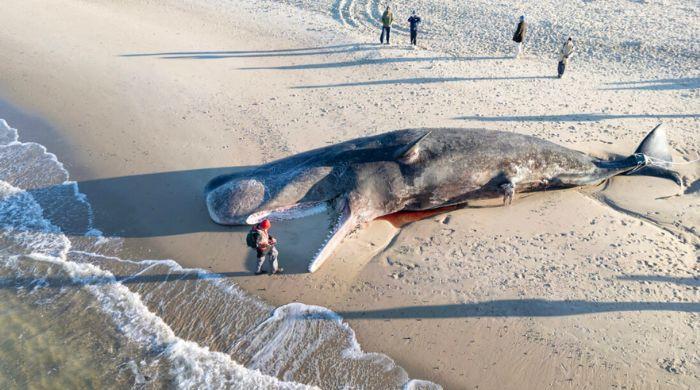 First sperm whale in 23 years strands on US island, will be towed to sea