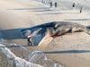 First sperm whale in 23 years strands on US island, will be towed to sea