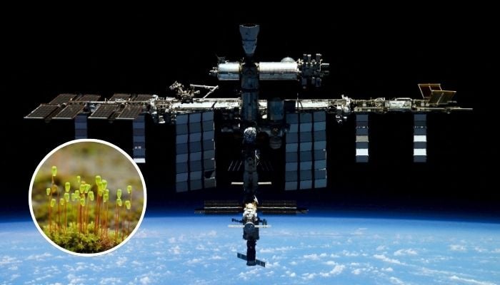 Scientists shocked as plants brought back from space continue growing on Earth