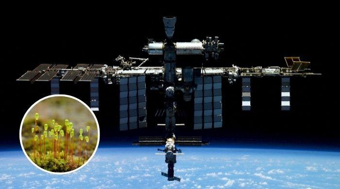 Scientists shocked as plants brought back from space continue growing on Earth