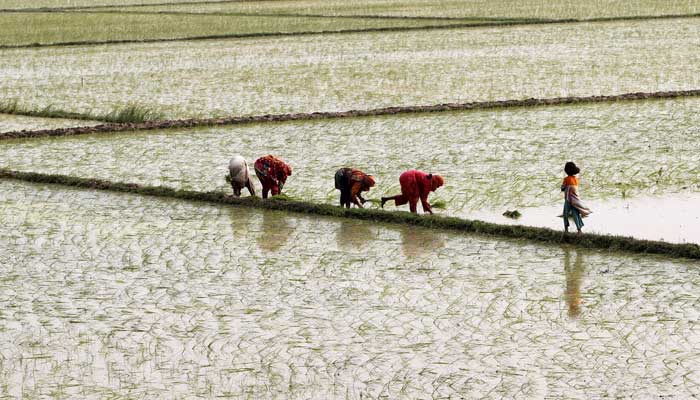 Women plant rice in a field outside Lahore. — Reuters/File