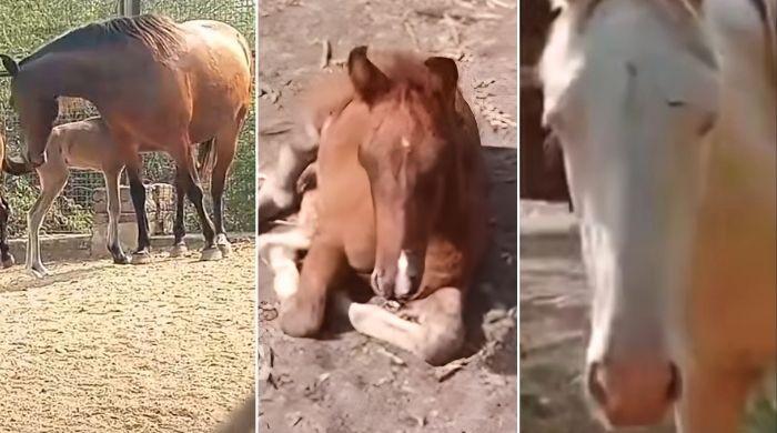 Karachi Safari Park welcomes birth of multiple wildlife species