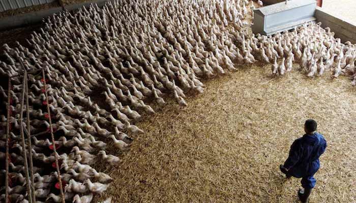 Ducks are seen inside a poultry farm in Castelnau-Tursan, France. —Reuters