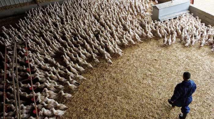 Bird flu poses risk of pandemic worse than Covid, says France's Institut 