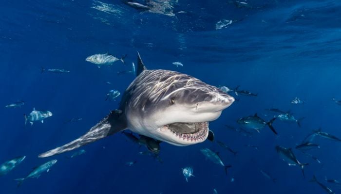 Beaches reopen in Australia after fatal bull shark attack on Swiss tourists