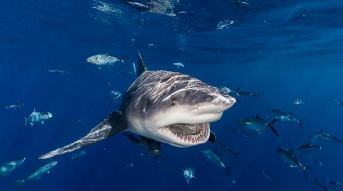 Beaches reopen in Australia after fatal bull shark attack on Swiss tourists