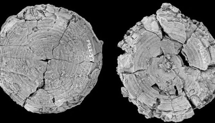 Gigantic 115-million-year-old mega shark fossil found in northern Australia