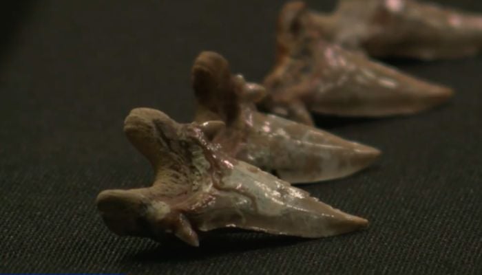 Gigantic 115-million-year-old mega shark fossil found in northern Australia