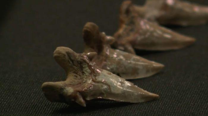 Gigantic 115-million-year-old mega shark fossil found in northern Australia