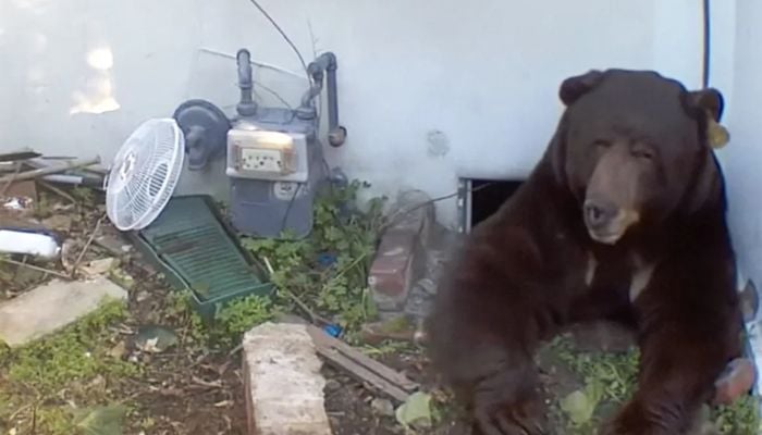 Bear moves into California mans crawlspace, refuses to leave