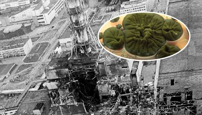 Chernobyl fungus feeding on nuclear radiation offers unique opportunity for humans