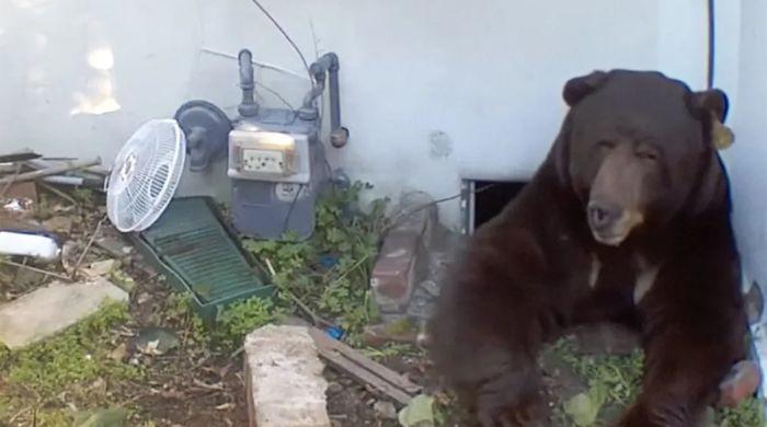 Bear moves into California man's crawlspace, refuses to leave