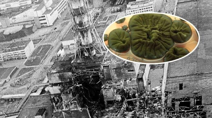 Chernobyl fungus feeding on nuclear radiation offers unique opportunity for humans