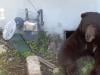 Bear moves into California man's crawlspace, refuses to leave