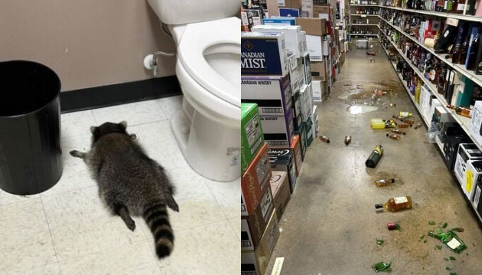 Hungover Raccoon released to wild after passing out in Virginia liquor store