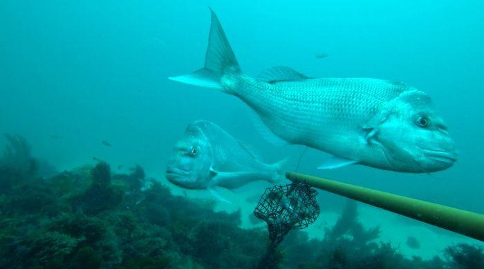 Demersal fishing banned across Perth, WA as iconic species face extinction risk