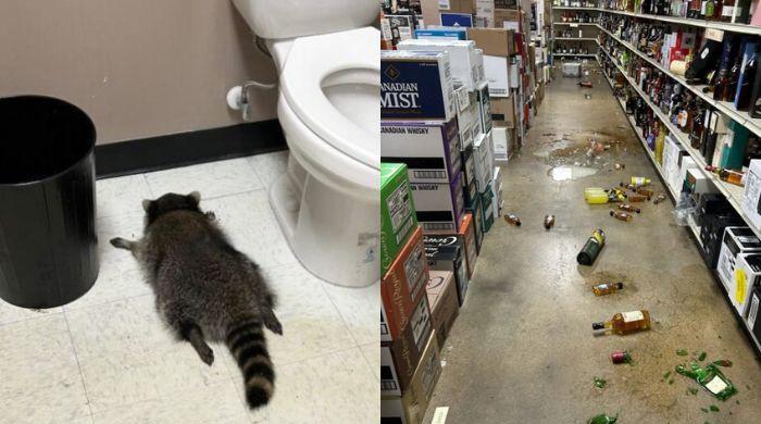 Hungover Raccoon released to wild after passing out in Virginia liquor store