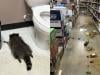 Hungover Raccoon released to wild after passing out in Virginia liquor store