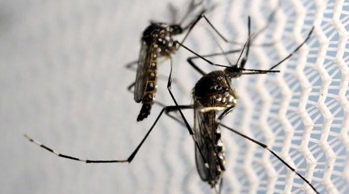 Sindh dengue death toll nears 40 as minor girl dies in Hyderabad