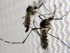 Sindh dengue death toll nears 40 as minor girl dies in Hyderabad