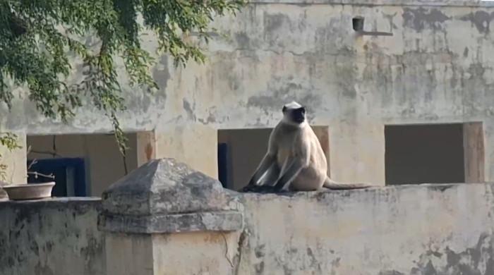 Wild visitors: Indian monkeys cross border, cause mischief in Nagarparkar