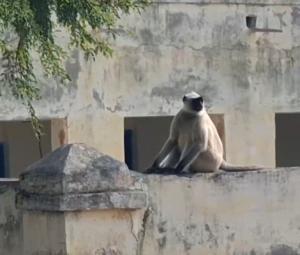 Wild visitors: Indian monkeys cross border, cause mischief in Nangarparkar