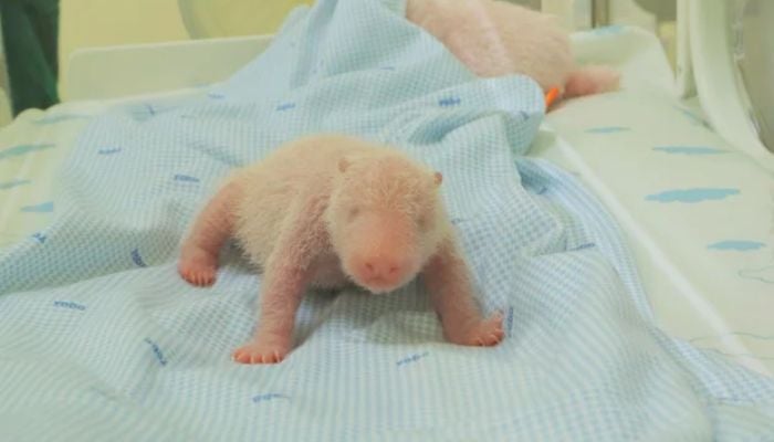 Indonesia celebrates birth of first locally-born giant panda cub Satrio Wiratama