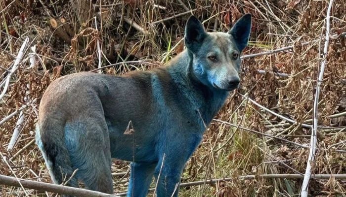 Mystery behind Chernobyls ‘Blue Dogs finally solved