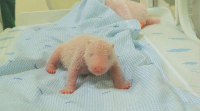 Indonesia celebrates birth of first locally-born giant panda cub 'Satrio Wiratama'