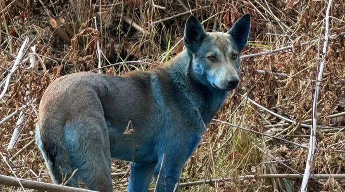 Mystery behind Chernobyl's ‘Blue Dogs' finally solved