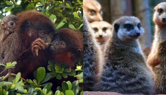 Scientists rank worlds most monogamous species, humans come 7th