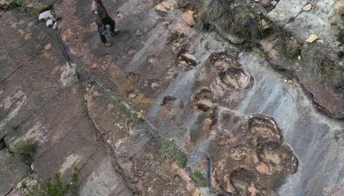World’s largest dinosaur track site discovered in Bolivia, capturing ‘ancient superhighway’