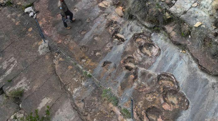 World's largest dinosaur track site discovered in Bolivia, capturing â€˜ancient superhighway'