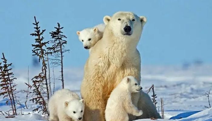 Scientists discover polar bears mutating DNA to survive in warmer environments