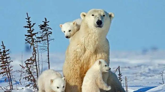 Scientists discover polar bears mutating DNA to survive in warmer environments