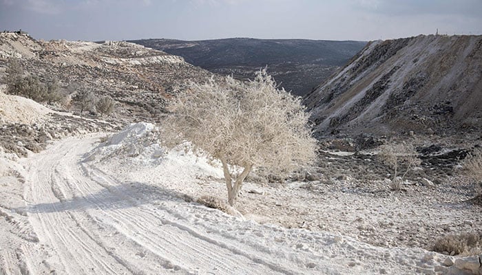 A tree is covered in white dust on along a road that leads to a Jerusalem stone cutting factory in Beit Fajar, eight kilometres south of the Israeli-occupied West Bank city of Bethlehem on November 13, 2025. — AFP