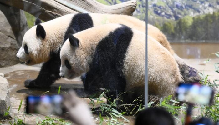 Panda Diplomacy ends: Japans last pandas set to return to China