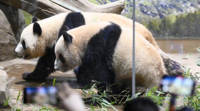 Panda Diplomacy ends: Japan's last pandas set to return to China