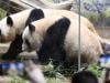 Panda Diplomacy ends: Japan's last pandas set to return to China