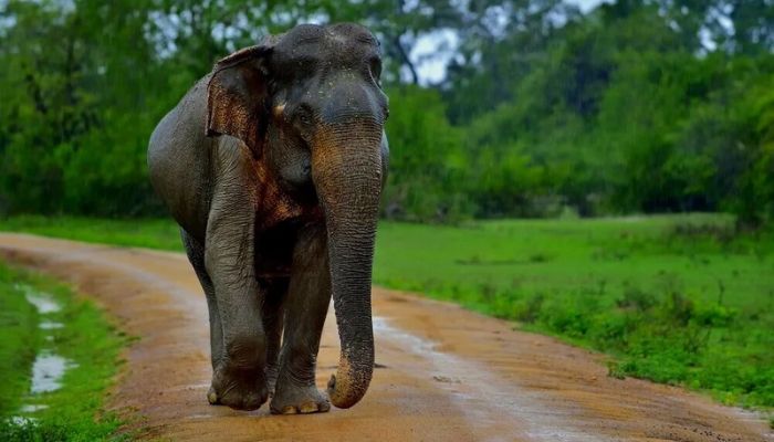 Three men arrested in Sri Lanka for burning Elephant alive