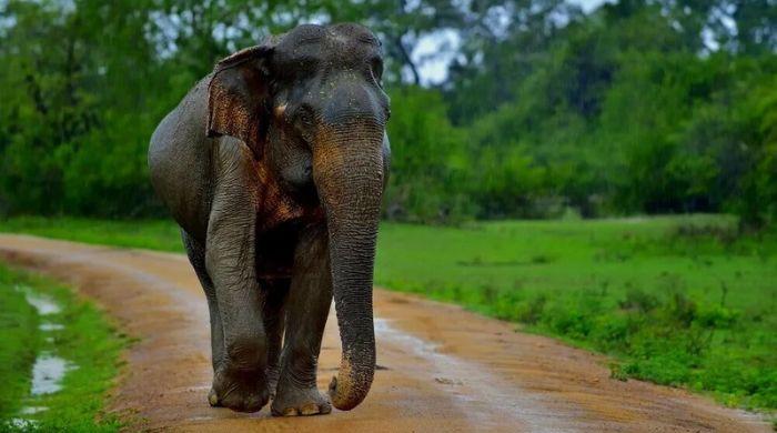 Three men arrested in Sri Lanka for burning Elephant alive
