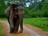 Three men arrested in Sri Lanka for burning Elephant alive