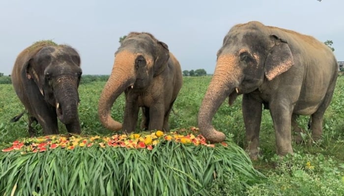Elephants eat fruits and vegetables at the Wildlife SOS Elephant Conservation and Care Center, run by a non-governmental organisation, ahead of the World Elephant Day, in the northern town of Mathura, India, August 8, 2021. — Reuters