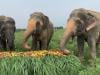 Seven elephants killed by train accident in India