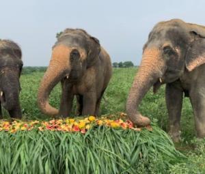Seven elephants killed by train accident in India