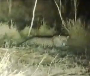 WATCH: Leopard spotted at Islamabad varsity as wildlife officials confirm presence