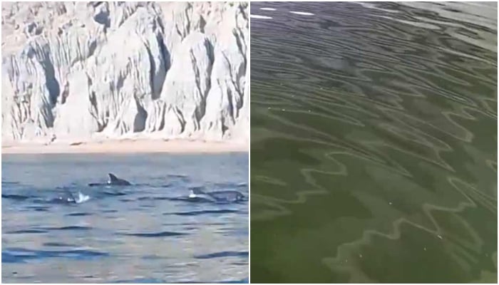 A Picture shows a group of dolphins (left) and Noctiluca bloom-impacted green water. — WWF-Pakistan