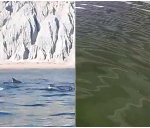 Pod of dolphins spotted in Gwadar amid Noctiluca bloom
