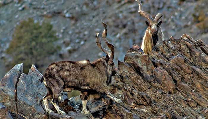 Markhors at Chitral Gol National Park (CGNP) in Khyber Pakhtunkhwa, Pakistan, on February 8, 2020. — Chitral Gol National Park