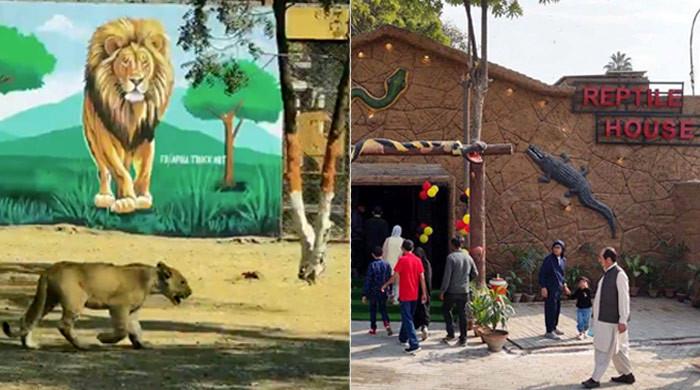 WATCH: Karachi Zoo gets new lion enclosure, Reptile House